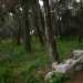 ...ritrovandoci immersi in una vera e propria foresta composta da pini, abeti e cedri
